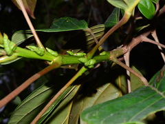 Hieronyma oblonga