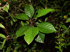 Hieronyma oblonga