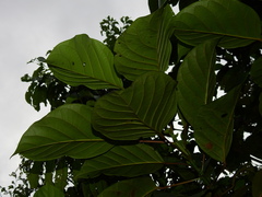 Hieronyma oblonga