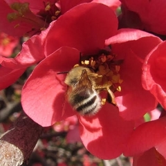 Anthophora