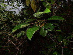 Hieronyma oblonga