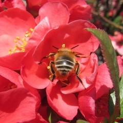 Anthophora