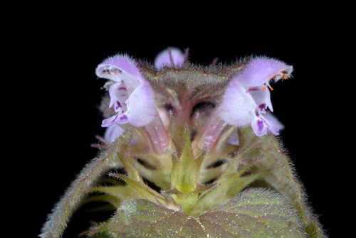 Lamium purpureum