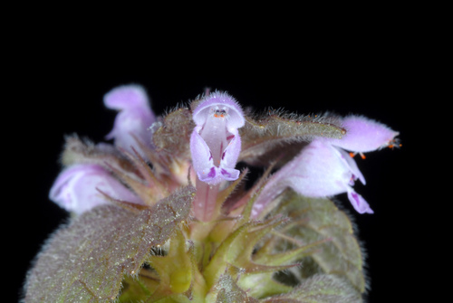Lamium purpureum