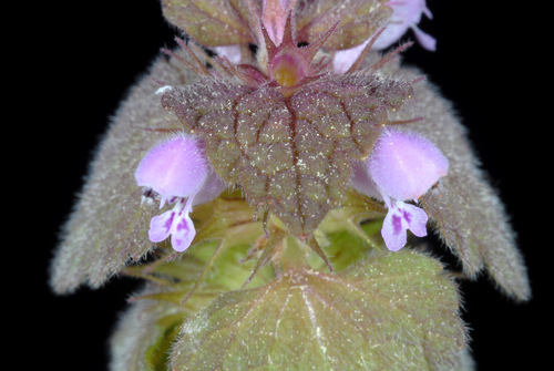 Lamium purpureum