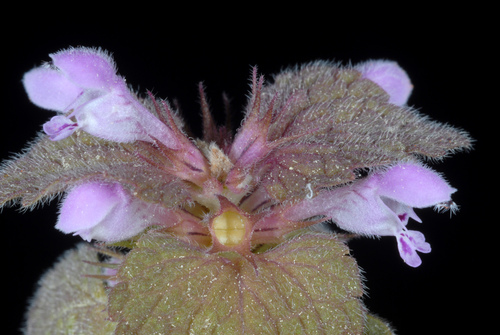 Lamium purpureum