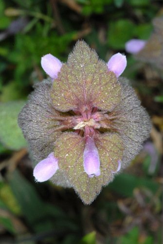 Lamium purpureum