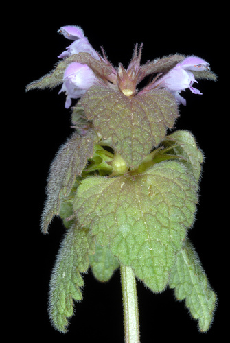 Lamium purpureum
