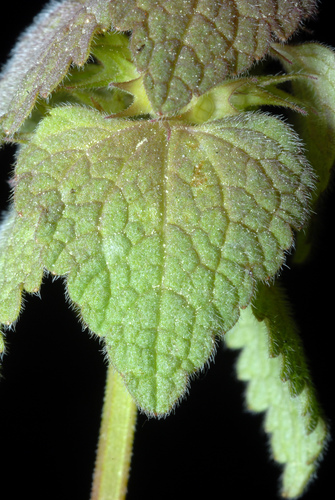 Lamium purpureum