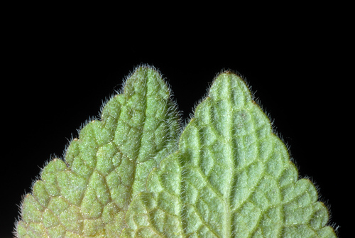 Lamium purpureum