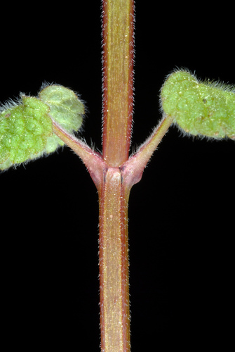 Raudonžiedė notrelė nuotrauka