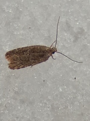Agonopterix