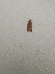 Agonopterix