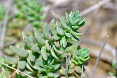 Petrosedum sediforme