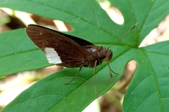 Cobalus virbius