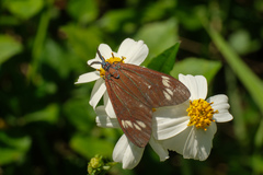 Cyclosia papilionaris