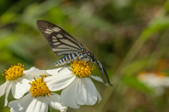 Cyclosia papilionaris