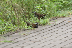 Gallirallus torquatus
