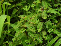 Phyllanthus stipulatus