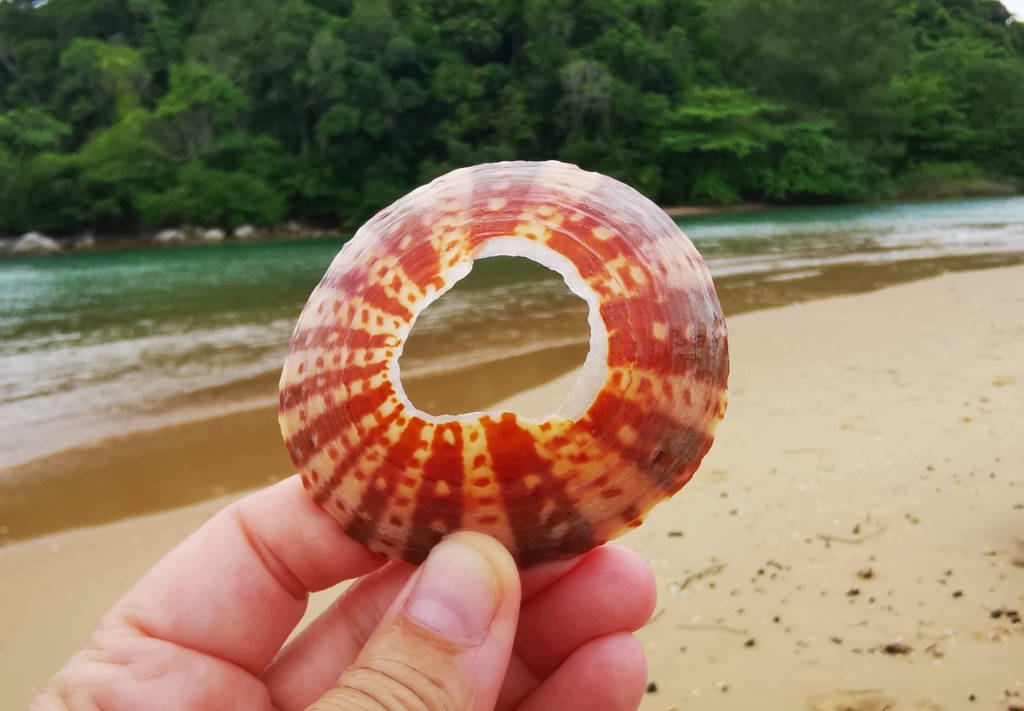 Turtle Limpet