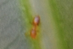 Plagiolepis alluaudi