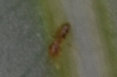 Plagiolepis alluaudi