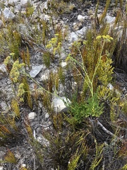Anginon pumilum