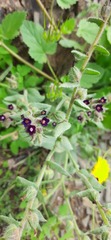 Anchusa undulata
