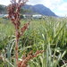 Prionium serratum - Photo (c) dimarais, μερικά δικαιώματα διατηρούνται (CC BY-NC), uploaded by dimarais