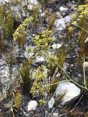 Anginon pumilum