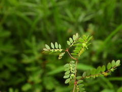Phyllanthus stipulatus