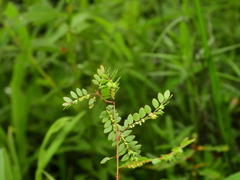 Phyllanthus stipulatus