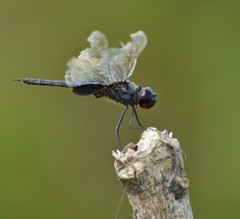 Tramea binotata