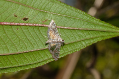 Glyphodes onychinalis