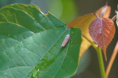 Bothrogonia ferruginea