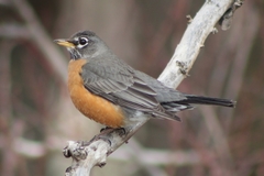 American Robin photo 5