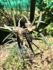 Pterocaulon virgatum