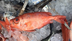 Priacanthus arenatus