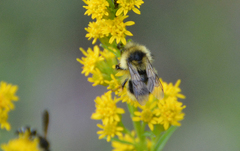 Bombus flavidus