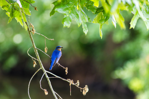 Eastern Bluebird photographed in Tennessee