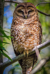 Strix occidentalis caurina