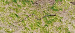 Psammophis orientalis