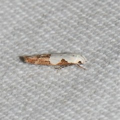 Mompha murtfeldtella