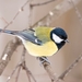 Great Tit - Photo (c) Сергей Кукуев, some rights reserved (CC BY-NC), uploaded by Сергей Кукуев