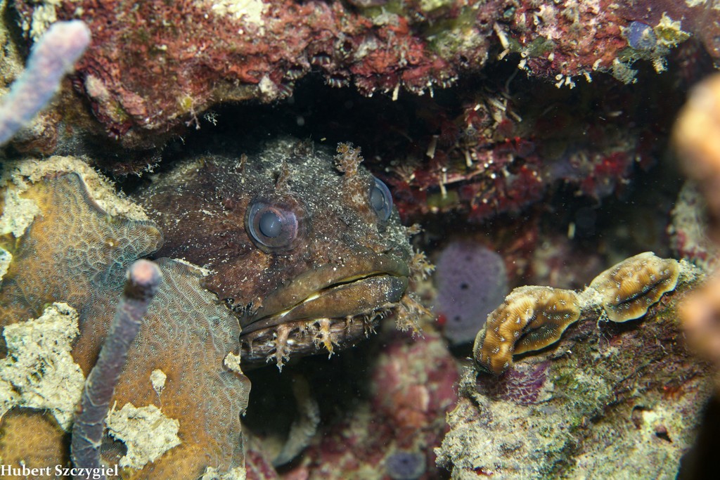 Bocon-padvis (Amphichthys cryptocentrus) — Batrachoididae