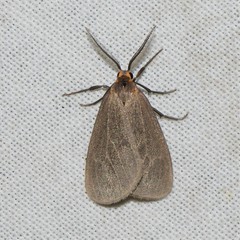 Pagara simplex