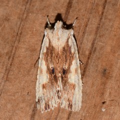 Lithophane patefacta