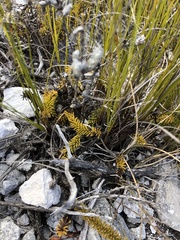 Senecio lycopodioides