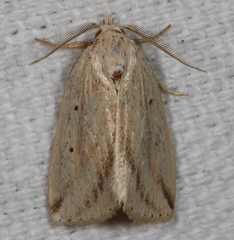 Amolita obliqua