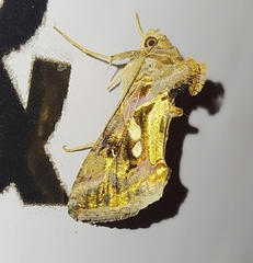 Chrysodeixis acuta
